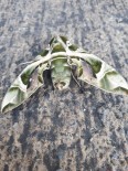 PAYAS - Dünyanın En Hızlı Kanat Çırpan Kelebeği Hatay'da Görüntülendi