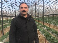 ANTAKYA - Hatay'da Topraksız Tarım Başladı