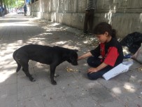 ATIK KAĞIT - Kağıtçı Küçük Kız Yiyeceğini Sokak Köpeğiyle Paylaştı