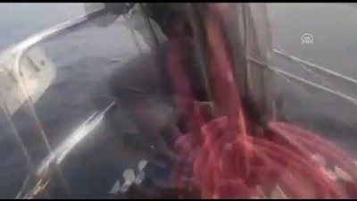 Marmara Denizi'ndeki Yunus Balıkları Tekneye Eşlik Etti