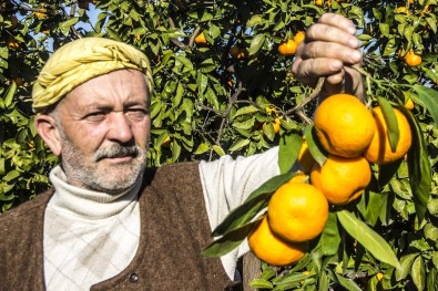 (Özel) 50 Yıl Önce Balıkesir'de Hobi Diye Başlayan Mandalina Üretimi Dev Bir Sektör Oldu