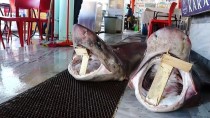 KÖPEK BALIĞI - Tekirdağ'da Balıkçıların Ağına İki Köpek Balığı Takıldı