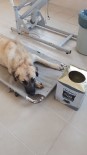 KÖPEK - Yemek Ararken Başı Tenekeye Sıkıştı