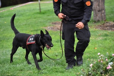 Ankara İtfaiyesi K-9 Köpekleri Artık Lisanslı