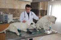 DOMUZ AVI - Ayakları Bağlanıp Ölüme Terk Edilen 3 Köpeğe Sahip Çıkıldı