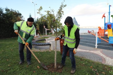 Büyükçekmece'de Çocuk Parkları Meyve Ağaçlarıyla Donatılıyor