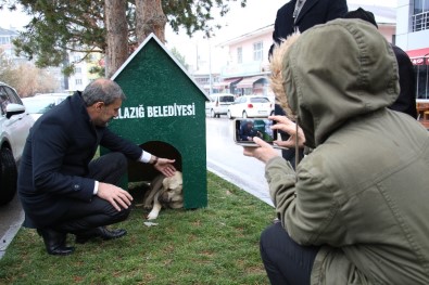 Elazığ'da 'Köpek Dostu İlçe' Kış Nedeniyle Kulübelerle Donatıldı