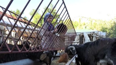 Keçilerle İç İçe Yaşam Süren Elmalılı Rabia'nın Hayali Veterinerlik