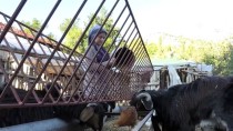 Keçilerle İç İçe Yaşam Süren Elmalılı Rabia'nın Hayali Veterinerlik Haberi