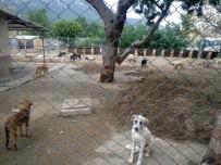 FEVZI UZUN - Kemer Belediyesi'nden Yaylara Bırakılan Başıboş Köpeklerle İlgili Açıklama