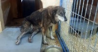 KAVAKLı - Maganda Kurşunlarının Hedefi Olan Köpek Felç Kaldı