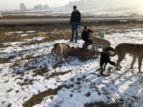 SOKAK HAYVANLARI - Mamak Sokak Hayvanlarını Unutmadı