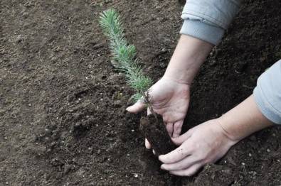 Ormanlar Büyüyor Sosyal Sorumluluk Projesi İle 7 Bin 300 Çam Fidanı Dikildi