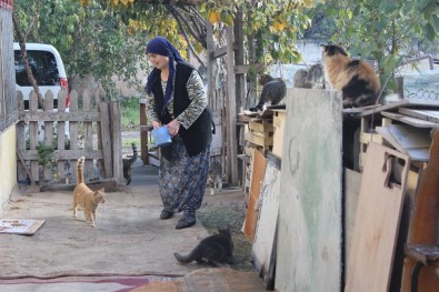 (Özel) Evinde Onlarca Kedi Besleyen Fedakâr Kadının Mama Çağrısı