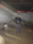DURASıLLı - Şüpheli Araçtan 35 Çalıntı Koyun Çıktı