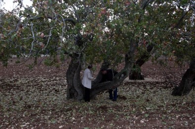 Türkiye'nin En Yaşlı Fıstık Ağaçları Kilis'te Bulundu
