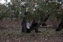 KADıOĞLU - Türkiye'nin En Yaşlı Fıstık Ağaçları Kilis'te Bulundu