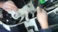 KOZCAĞıZ - Otomobil Motoruna Giren Yavru Kedi Kurtarıldı