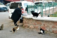 FATMA AKAR - Sokak Kedilerini Her Gün Pişmiş Tavuklarla Besliyor