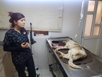 Açlıktan Bitkin Düşen Sokak Köpeğine Belediye Sahip Çıktı