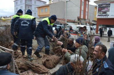 Çifteler'de 20 Bin Ceviz Fidanı Dağıtıldı