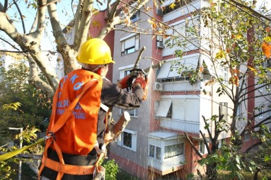 Kadıköy Belediyesi'nin Ağaç Budama Çalışmaları Devam Ediyor