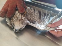 REHABILITASYON - Kars'ta Yaralı Olarak Bulunan Kerkenez Tedavi Altına Alındı