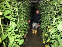 YAĞAN - Kaş'ta Sağanak Yağmur Sebebiyle Seraları Su Bastı