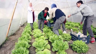 Öğrencilerin Serada Yetiştirdiği Sebzeler Okulun Mutfağında Tüketiliyor