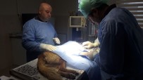 AMELIYAT - Otomobilin Çarptığı Köpek Barınakta Ameliyat Edildi