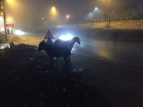 ALANYURT - İnegöl'de Başı Boş Atlar Tehlike Saçıyor
