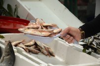 1 EYLÜL - Hamsi tezgahlardan kayboldu