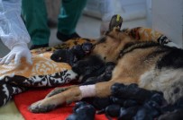 DOĞUM SANCISI - Mersin'de Bir Köpek Sezaryenle 16 Yavru Doğurdu