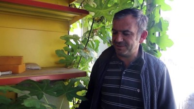 Muğla'da Hırdavatçı Dükkanının İçinde Büyüyen İncir Ağacı İlgi Çekiyor
