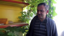 YERKESIK - Muğla'da Hırdavatçı Dükkanının İçinde Büyüyen İncir Ağacı İlgi Çekiyor