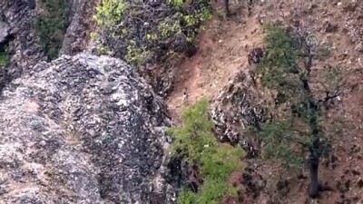 Tunceli'de Yaban Keçileri Av Yasağı Ve Yemleme Çalışmalarıyla Korunacak