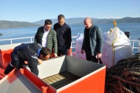 ALABALIK - Avrupa'da Tüketilen Her 3 Balıktan Biri Türkiye'den Gidiyor