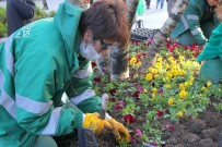 UĞUR MUMCU - Çankaya Parklarına 370 Bin Kışlık Çiçek