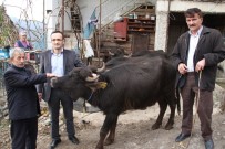 GİRESUN - Giresun'da 321 İşletmeye Bin 477 Manda Ve 553 Malak İçin 1 Milyon 22 Bin 493 TL Ödeme Yapıldı