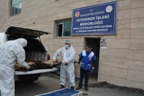 HAYVAN HAKLARı FEDERASYONU - Hakkari'de 2 Günde 100 Hayvan Kısırlaştırıldı