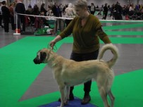 BAŞARI ÖDÜLÜ - İsveç'te Köpek Fuarı Düzenlendi