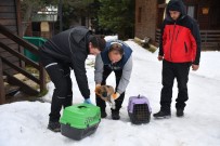 YAVRU KÖPEKLER - Uludağ'da Yavru Köpekler Donmaktan Kurtarıldı