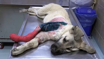 Kayseri'de Otomobilin Çarptığı Köpek Yavrusunun Bacağına Platin Takıldı