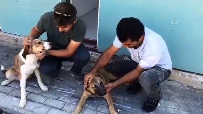 Sokak Köpeğinin Burnuna Batan Olta İğnesi Belediye Ekiplerince Çıkarıldı