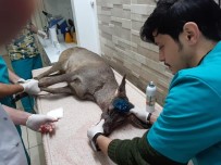 Karaca Tedavi Altına Alındı