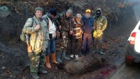 KISECIK - Karaman'da Yaban Domuzlarına Karşı Sürek Avları Devam Ediyor