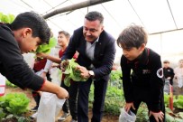 İLKOKUL ÖĞRENCİSİ - Minikler Kurdukları Serada Organik Sebze Yetiştiriyor