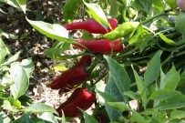 PETROL - Somali'de Maraş Biberi Üretiliyor