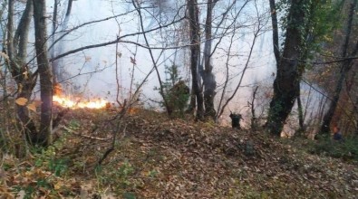 Ayancık'ta Orman Yangını