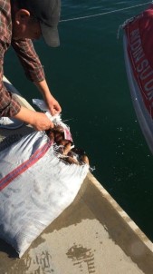 Didim'de Su Ürünleri Ekiplerinden 54 Bin TL'lik Ceza